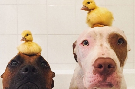 Thích thú trước tình bạn gắn bó ‘khác loài’ của động vật