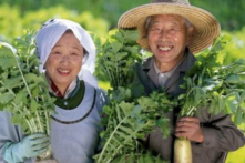 Bí quyết ăn uống của người dân ở Okinawa – nơi có tuổi thọ cao nhất Nhật Bản