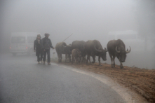 Sa Pa: Hơn 50 con gia súc chết từ đầu mùa rét
