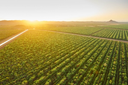 Hai công ty Úc sắp kiếm bội tiền nhờ kiên trì trồng 1 loại cây trong hơn 10 năm