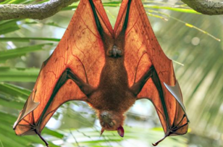 Cậu bé 6 tuổi đột ngột tử vong sau khi chạm vào con dơi