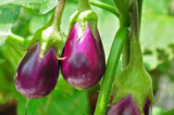 17 Solanum melongena 24 08 2012 1