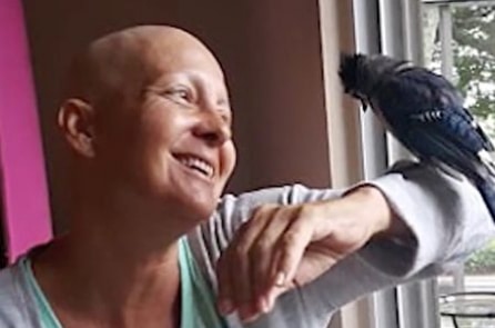 Chú chim được cứu sống mỗi ngày đều bay đến cổ vũ ân nhân chiến đấu ung thư