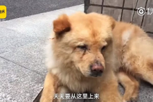 Chú chó mỗi ngày ở trạm xe 12 giờ đồng hồ đợi chủ đi làm về