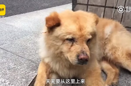 Chú chó mỗi ngày ở trạm xe 12 giờ đồng hồ đợi chủ đi làm về