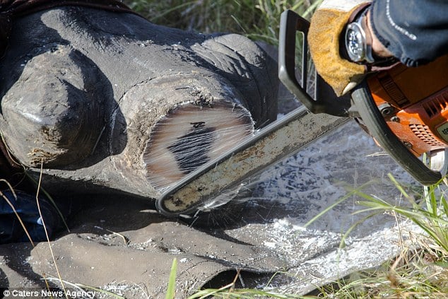 As vets removed its horn to protect him from poachers, they were stunned to discover a perfect love heart at the base of the animal