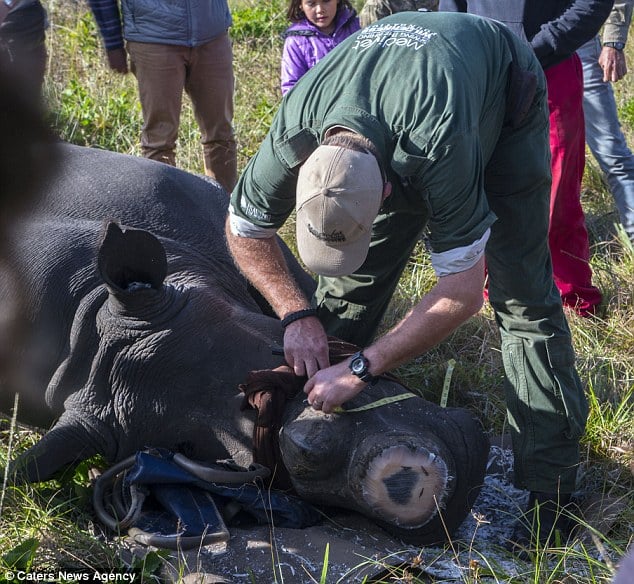 By removing the horn, it is hoped hunters will be deterred by the lack of financial incentive to kill the wild animal