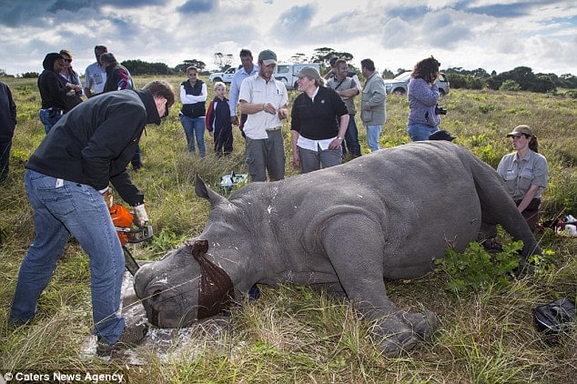 Professional staff at the game park use battery powered tools and a chain saw to remove the horn and also ensure the animals are monitored throughout 