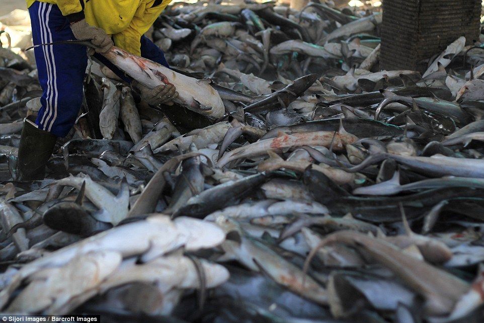 Sharks of all shapes and sizes were photographed at the market and many were covered in blood