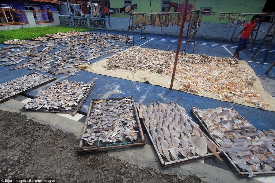 The shark fins are laid out to dry in the open on trays, lines and mats on the floor