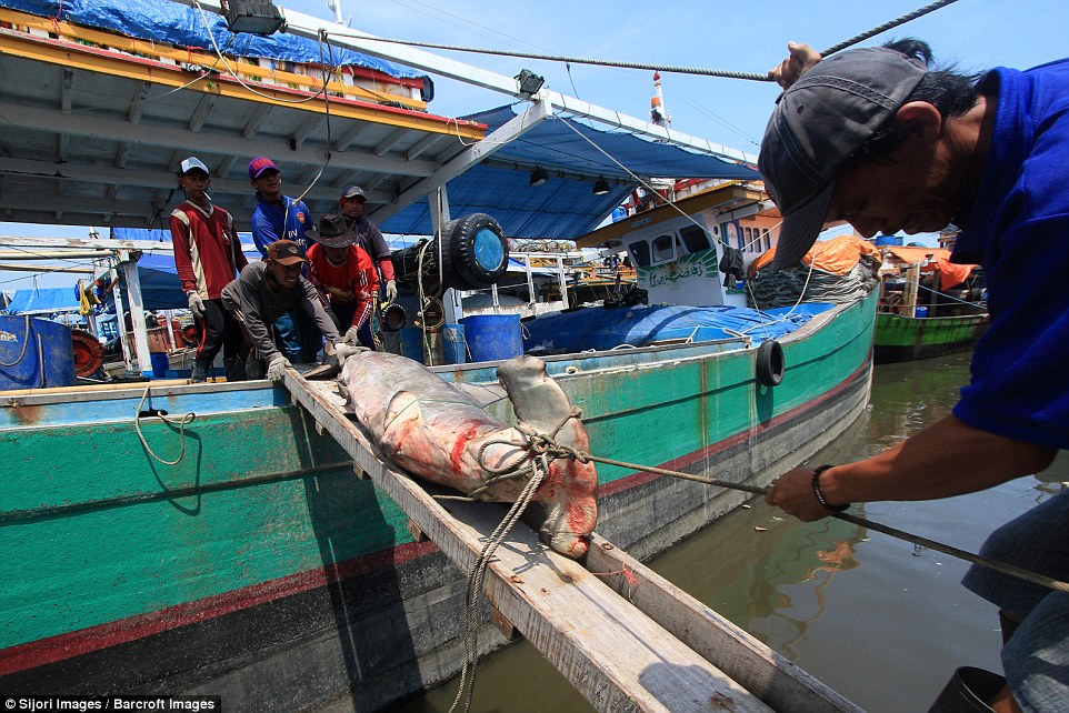 A rope and a wooden bridge are needed to transport the shark from the boat to land 