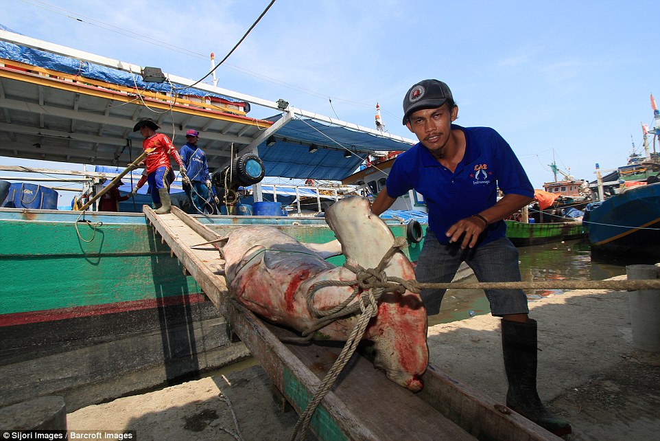 A workers poses with a large catch brought in on a fishing boat in West Java 