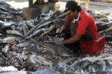 358D521400000578 3654679 A man is pictured slicing off the fin of one dead shark on the f a 33 1466611368092