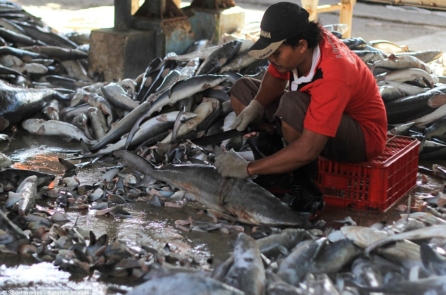 Sự thật tàn nhẫn đằng sau bát súp vi cá mập thượng hạng