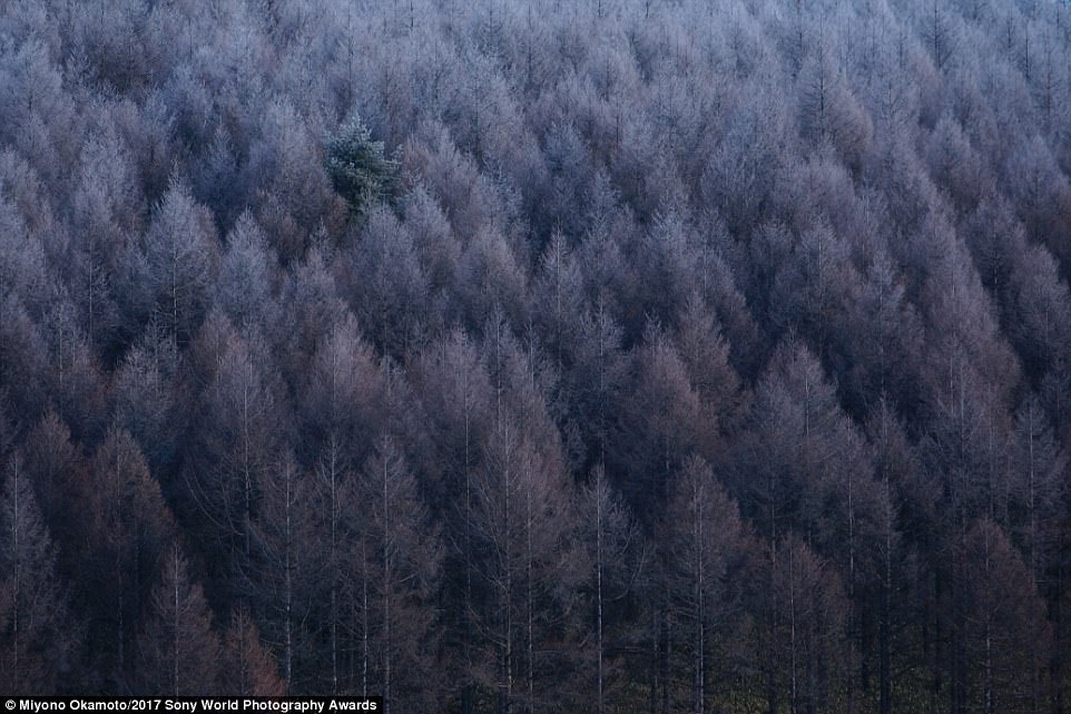 This image captures a lone green tree in Nagano Prefecture in Japan. It was shortlisted in the Nature category