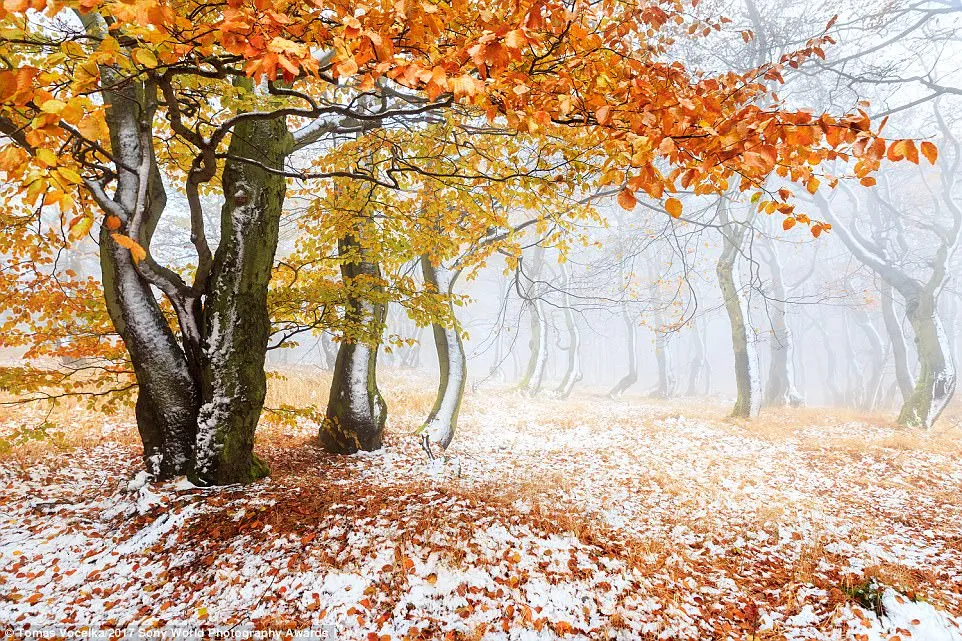 A beautiful snowy beech forest near the village of Moldava in the Ore Mountains, Czech Republic