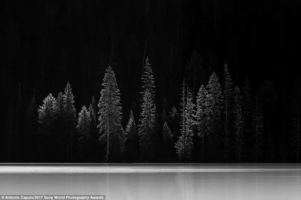 Photographer Antonio Caputo said that he was on his way to the peaks of Tre Cime di Lavaredo in Italy when he spotted an opportunity to capture these ghostly trees 