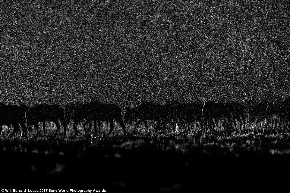 How low-light can you go? This amazing image was taken in Liuwa Plain National Park in the west of Zambia