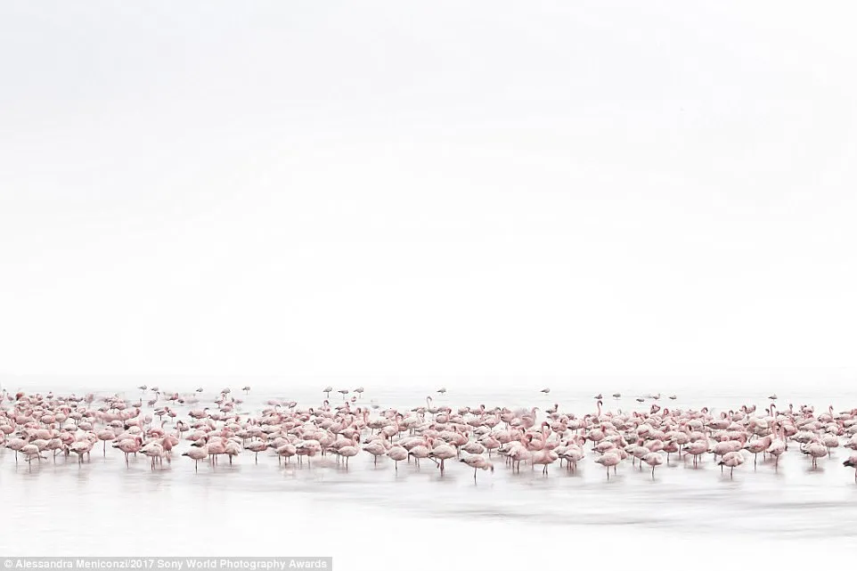 These flamingos were shot on the shores of the Namibian Coast. Photographer Alessandra Meniconzi loved their 