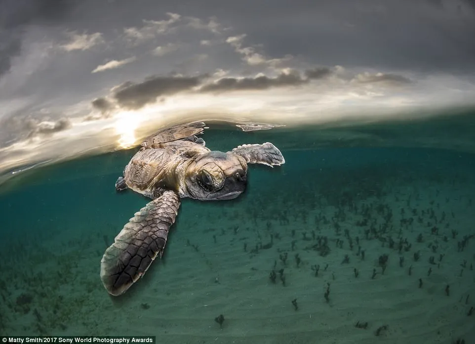 A tiny hawksbill turtle back-lit by the setting sun as it swims out to sea moments after hatching at Lissenung Island, Papua New Guinea