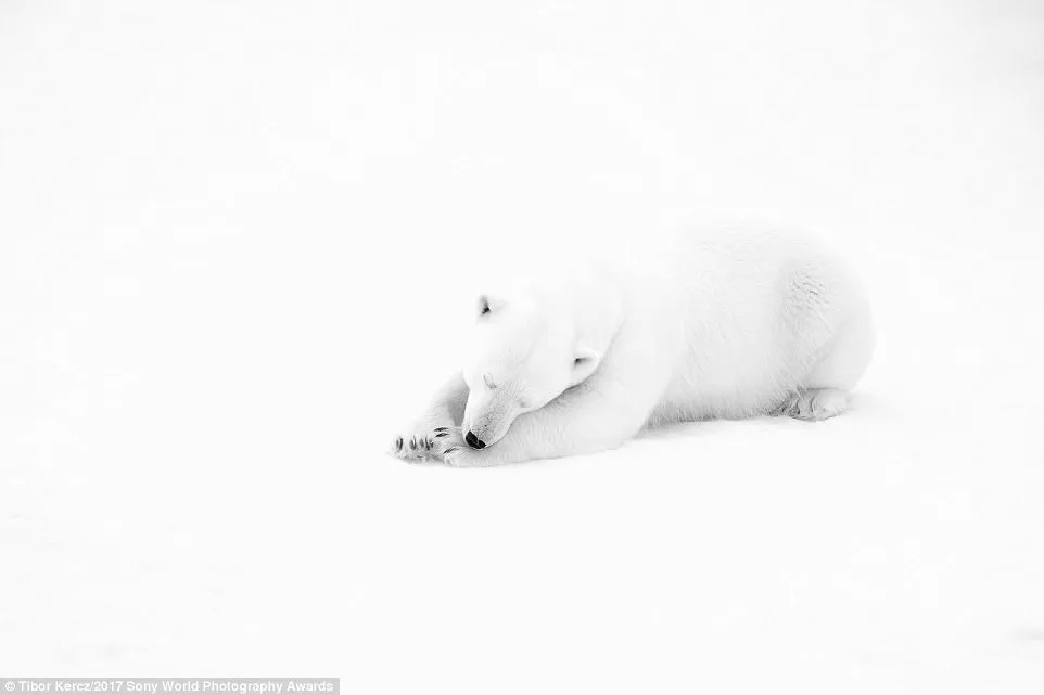 Claw-some: A male polar bear in the Arctic, near Svalbard, pictured in August 2016