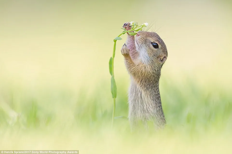 A rare baby European ground squirrel in Austria tries to reach a flower for breakfast. 