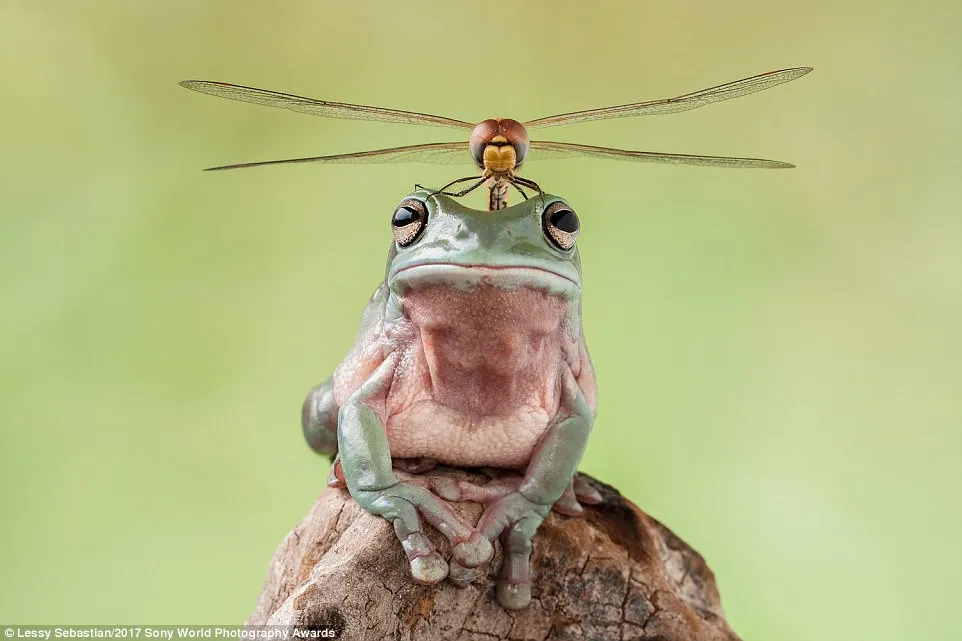 This picture of a dragonfly perched on top of a frog