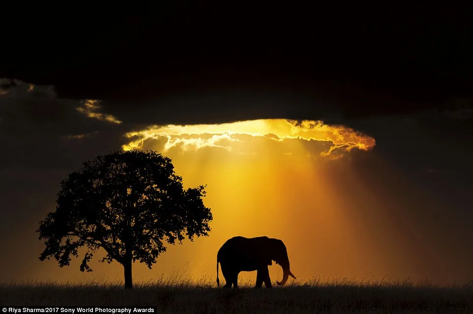 A solitary elephant is showered by light in a magnificent sun burst in Gujarat, India