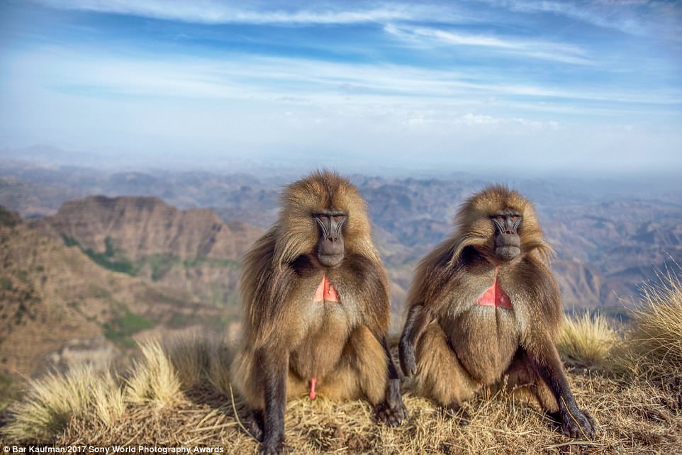 Baboons at the highlands of Ethiopia. 