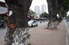 Hà Nội: Hàng loạt cây xà cừ trên đường Láng bị lột vỏ