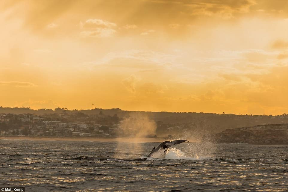 452EBDBA00000578 4965690 Mr Kemp has been observing and photographing whale migration for a 6 1507691535365