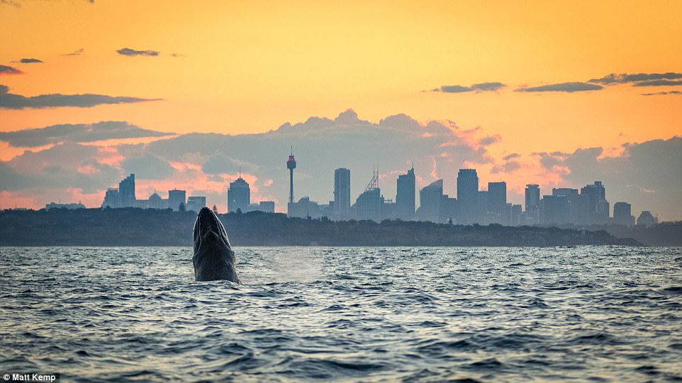 452EBDC600000578 4965690 The images show the humpback whale at full breach with Sydney s a 4 1507691535053