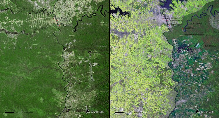 Deforestation is also prevalent in the South American Atlantic Forest in Paraguay — here