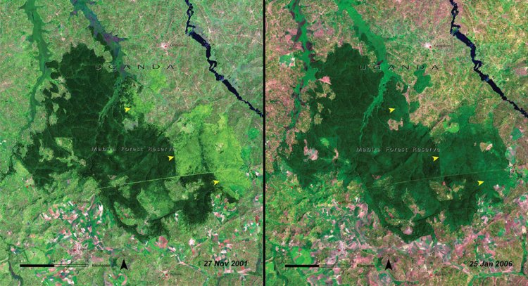 And deforestation continued to take a toll as time went on, as evidenced by this pair of images of the Mabira Forest in Uganda in 2001 (left) and the same area just 5 years later (right).