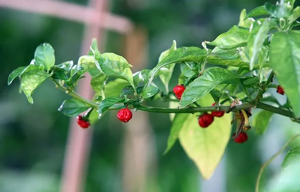 5928117ba1eb2 Mike Smith owner of Tom Smith Plants in St Asaph has grown the worlds hottest chilli named Dragons