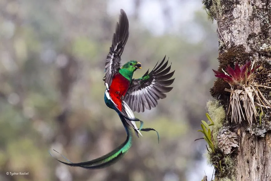 59f111f663618 wildlife photographer of the year 2017 natural history museum 21 59e85439d791c 880