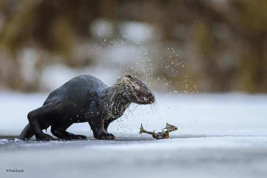 59f111fa6f3cb wildlife photographer of the year 2017 natural history museum 70 59e85f5462860 880