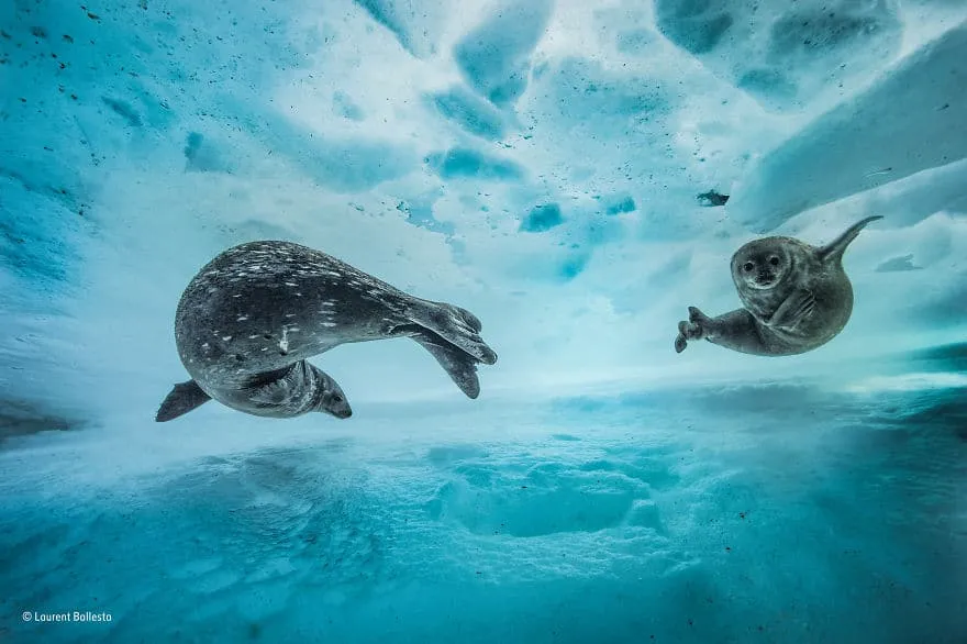 59f111fbbf427 wildlife photographer of the year 2017 natural history museum 33 59e856bddaf81 880