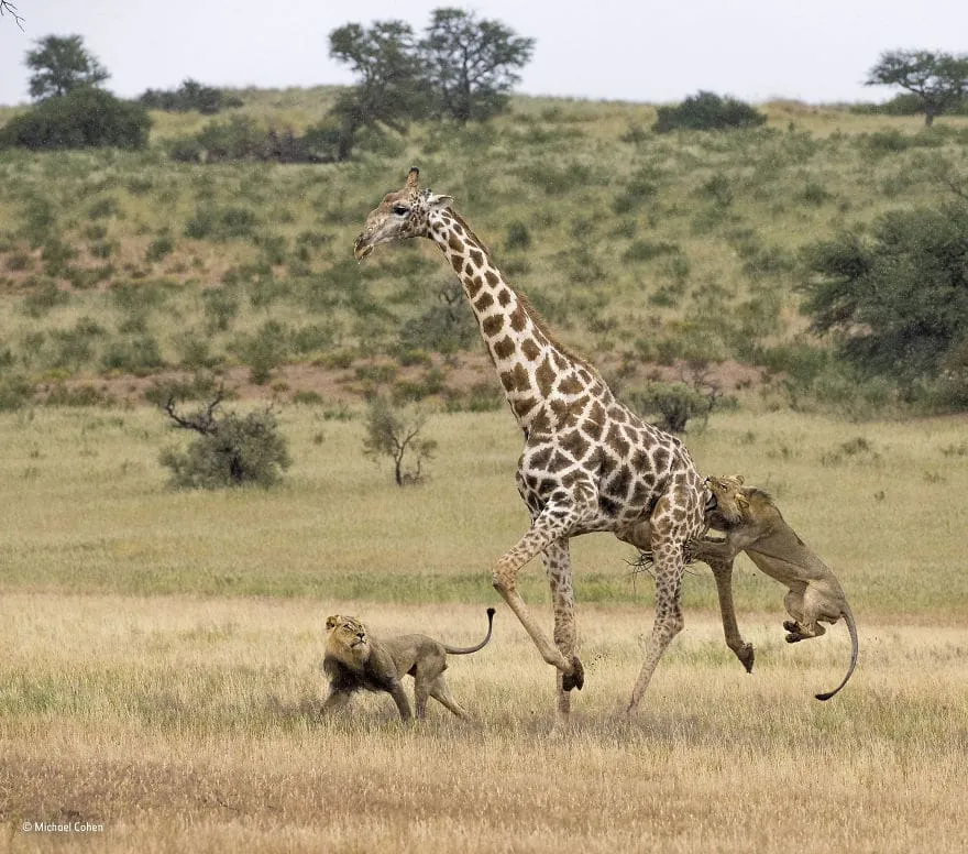 59f111fe7325d wildlife photographer of the year 2017 natural history museum 29 59e856b10c4ba 880