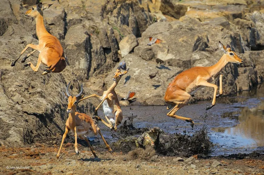 59f111ffd77ba wildlife photographer of the year 2017 natural history museum 32 59e856bb019b5 880