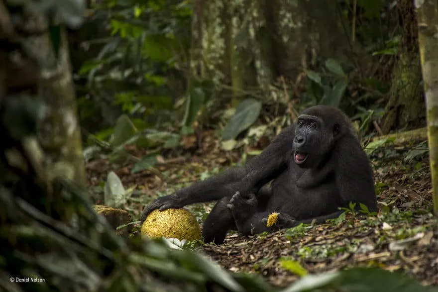 59f11205494f8 wildlife photographer of the year 2017 natural history museum 78 59e86135cd86e 880