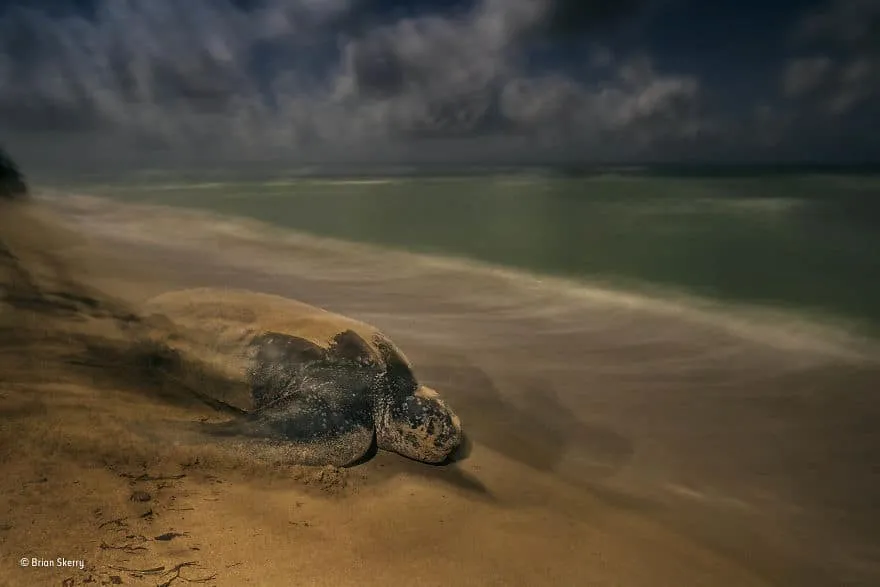 59f1120c4c311 wildlife photographer of the year 2017 natural history museum 13 59e850145a36e 880