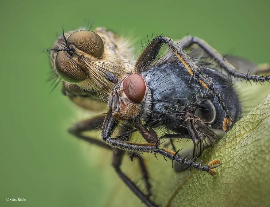 59f1120f75896 wildlife photographer of the year 2017 natural history museum 27 59e854e859555 880