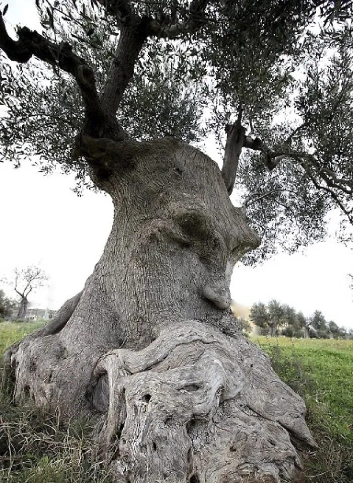 5a015eec246d2 pareidolia trees look like something else 12 59e7636124bd4 700