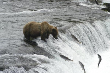 Cảm động tình mẫu tử, tình yêu quê hương của 3 loài cá