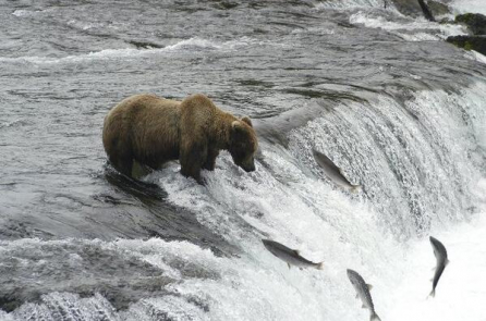 Cảm động tình mẫu tử, tình yêu quê hương của 3 loài cá