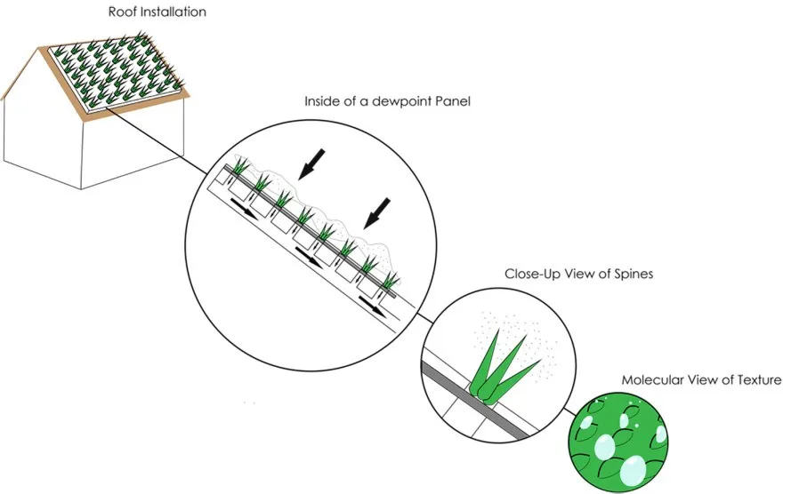 dewpoint fog catcher, dewpoint water collector, dewpoint SAIC, dewpoint Biodesign Challenge, Biodesign Challenge SAIC, first biodesign challenge, dewpoint biomimicry design, fog catcher like cacti