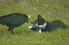 Câu chuyện có thật về tình bạn sâu đậm kỳ lạ giữa quạ và mèo