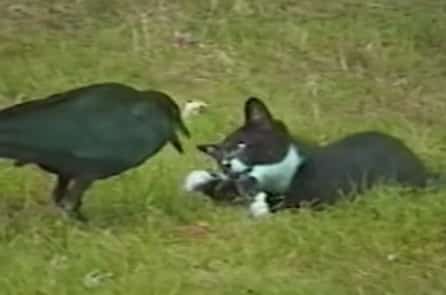 Câu chuyện có thật về tình bạn sâu đậm kỳ lạ giữa quạ và mèo