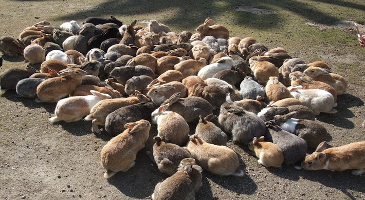 Okunoshima bunny island main